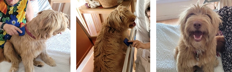 Photo chien Stella en séance de zoothérapie à la maison de retraite La Constance à Marseille